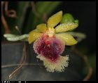 haraella retrocalla