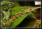 stichorkis latifolia