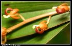 stichorkis latifolia