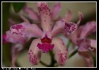 cattleya amethystoglossa