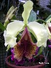 cattleya dowiana