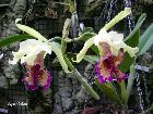 cattleya dowiana