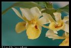 dendrobium sulcatum