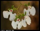 oeonia rosea