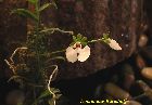 oeonia rosea