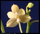 phalaenopsis floresensis