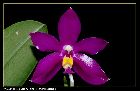 phalaenopsis pulchra