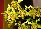 Dendrobium polysema