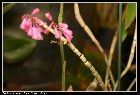 dendrobium roseipes