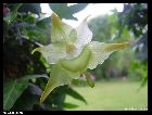 aeranthes ramosa