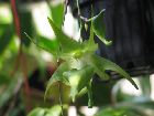 Aeranthes ramosa