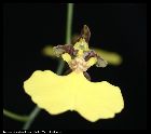 trichocentrum bicallosum