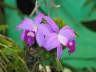 Laelia sincorana