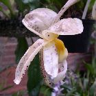 Stanhopea panmensis