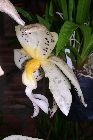 Stanhopea panamensis