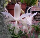 Stanhopea grandiflora