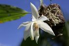 stanhopea grandiflora