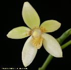 phalaenopsis cochlearis