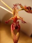 bulbophyllum ornatissimum