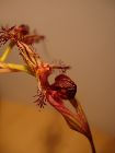 bulbophyllum ornatissimum