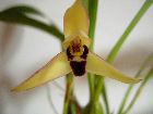 Maxillaria Marginata