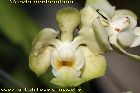 Vanda denisoniana