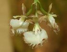 epidendrum ilense