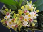 Gastrochilus japonicus