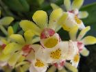 Gastrochilus japonicus