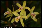 cattleya luteola