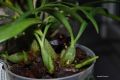 maxillaria schunkeana