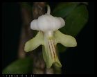 dendrobium uniflorum