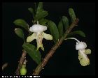 dendrobium uniflorum