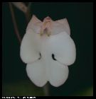 habenaria carnea