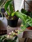 plante et fleur