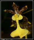 oncidium tigrinum