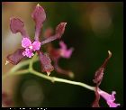 encyclia diota var atrorubens