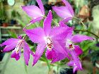 laelia gouldiana