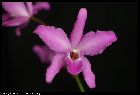 laelia gouldiana