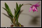 laelia gouldiana