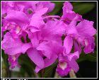 cattleya skinneri