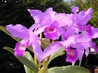 Cattleya skinneri