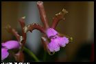 cattleya elongata