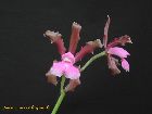 cattleya elongata