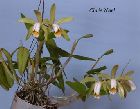 cattleya forbesii