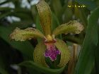 cattleya granulosa