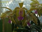 cattleya granulosa