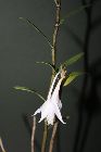 Dendrobium longicornu