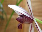 Cymbidium dayanum 