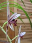 Cymbidium dayanum 